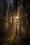 woods, nature, light, sun, sunbeams, forest, trees, peace